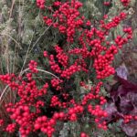 Ilex verticillata 'FarrowBPop' Berry Poppins®, 'Kolmasho' Magical® Showtime, and 'Red Sprite (winterberry)