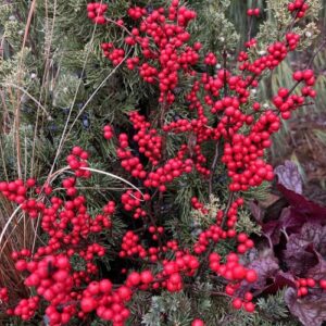 Ilex verticillata 'FarrowBPop' Berry Poppins®, 'Kolmasho' Magical® Showtime, and 'Red Sprite (winterberry)