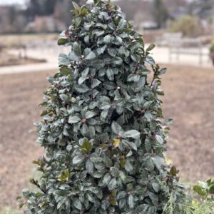 Ilex × meserveae 'Heckenstar' Castle Wall ® (Meserve holly)