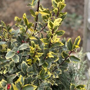 Ilex × meserveae 'Honey Maid' (Meserve holly)