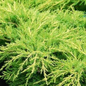 Juniperus chinensis 'Bakaurea' Gold Star® (Chinese juniper)