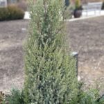 Juniperus chinensis 'Blue Point' (Chinese juniper)