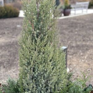 Juniperus chinensis 'Blue Point' (Chinese juniper)