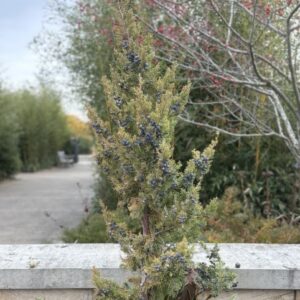 Juniperus chinensis 'Trautman' (Chinese juniper)