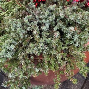 Juniperus conferta 'Blue Pacific' (shore juniper)