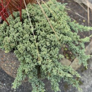 Juniperus procumbens 'Nana' (decumbent juniper)