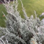 Juniperus virginiana 'Grey Owl' (EASTERN RED CEDAR)