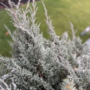 Juniperus virginiana 'Grey Owl' (EASTERN RED CEDAR)