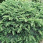 Picea abies 'Nidiformis' (Norway spruce)