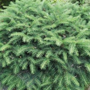 Picea abies 'Nidiformis' (Norway spruce)