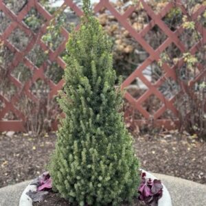 Picea glauca var. albertiana 'Conica' dwarf Alberta spruce)