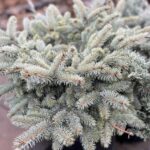 Picea pungens 'Glauca Globosa' (Colorado blue spruce)