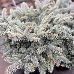 Picea pungens 'Glauca Globosa' (Colorado blue spruce)