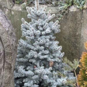 Picea pungens 'Sester Dwarf' (Colorado blue spruce)