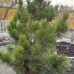 Pinus heldreichii (Bosnian pine)