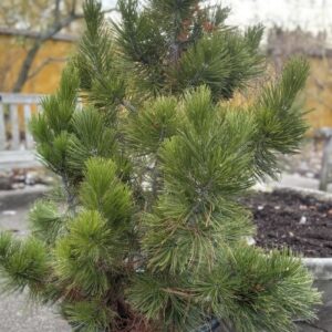 Pinus heldreichii (Bosnian pine)