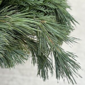 Pinus spp. (mixed) (pine)