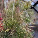 Sciadopitys verticillata 'Variegata' (Japanese umbrella pine)