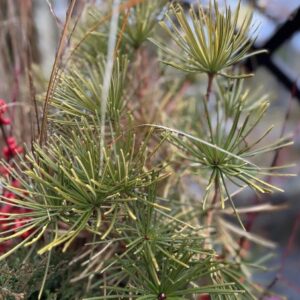 Sciadopitys verticillata 'Variegata' (Japanese umbrella pine)