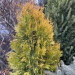 Thuja occidentalis 'Jantar' (eastern white cedar)