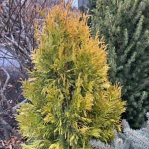 Thuja occidentalis 'Jantar' (eastern white cedar)