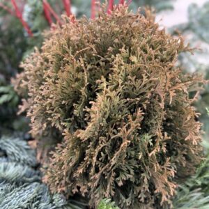 Thuja occidentalis 'SMNTOBAB' Tater Tot® (eastern white cedar)