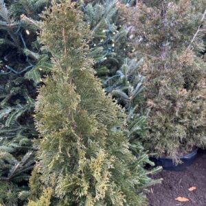 Thuja occidentalis 'Smaragd' (eastern white cedar)