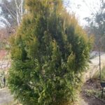 Thuja plicata '4EVER' Forever Goldy® (western red cedar)