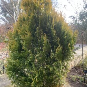 Thuja plicata '4EVER' Forever Goldy® (western red cedar)