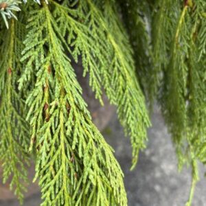 Thuja plicata 'Grovepli' Spring Grove® (western red cedar)