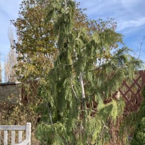 Xanthocyparis nootkatensis 'Pendula' (Nootka cypress)