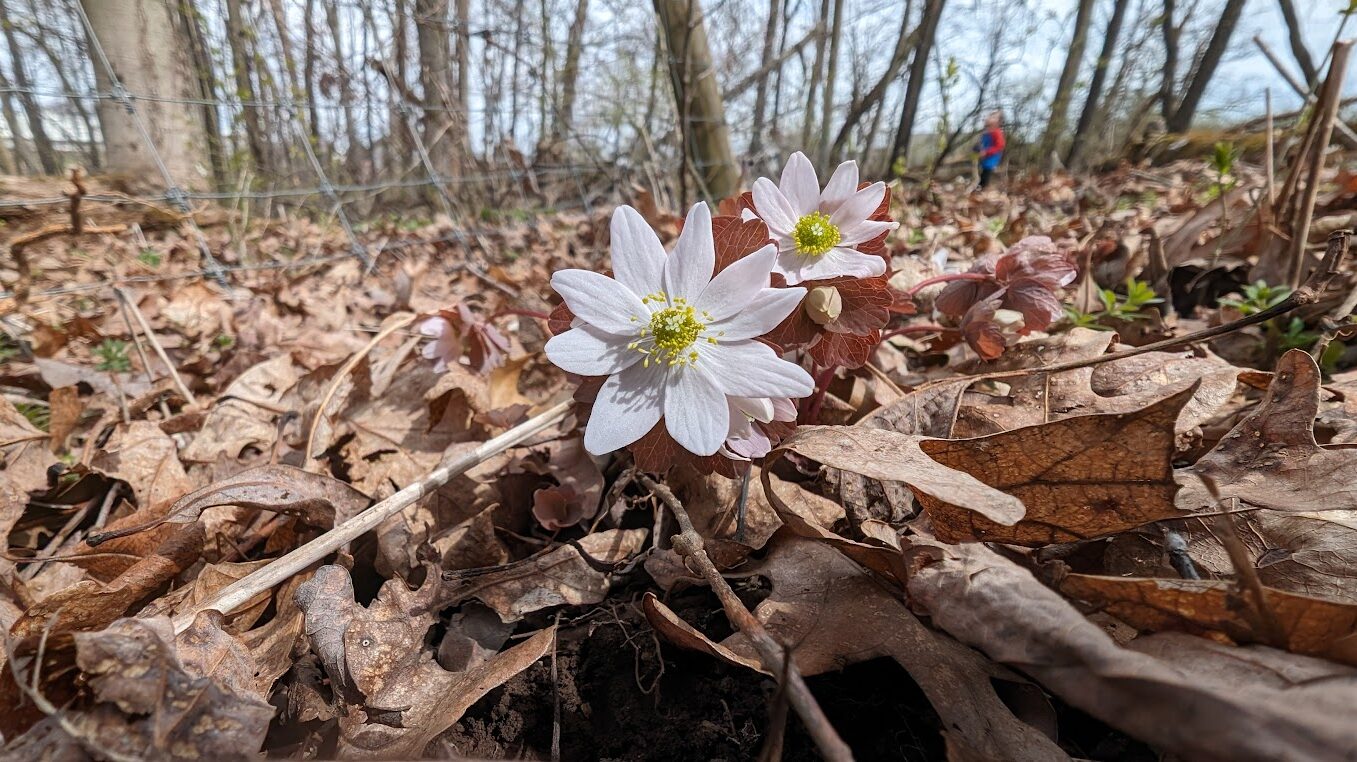 Bloodroot flowers emerging from dry leaves in a forest