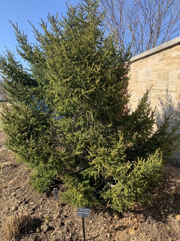 Picea orientalis 'Atrovirens'