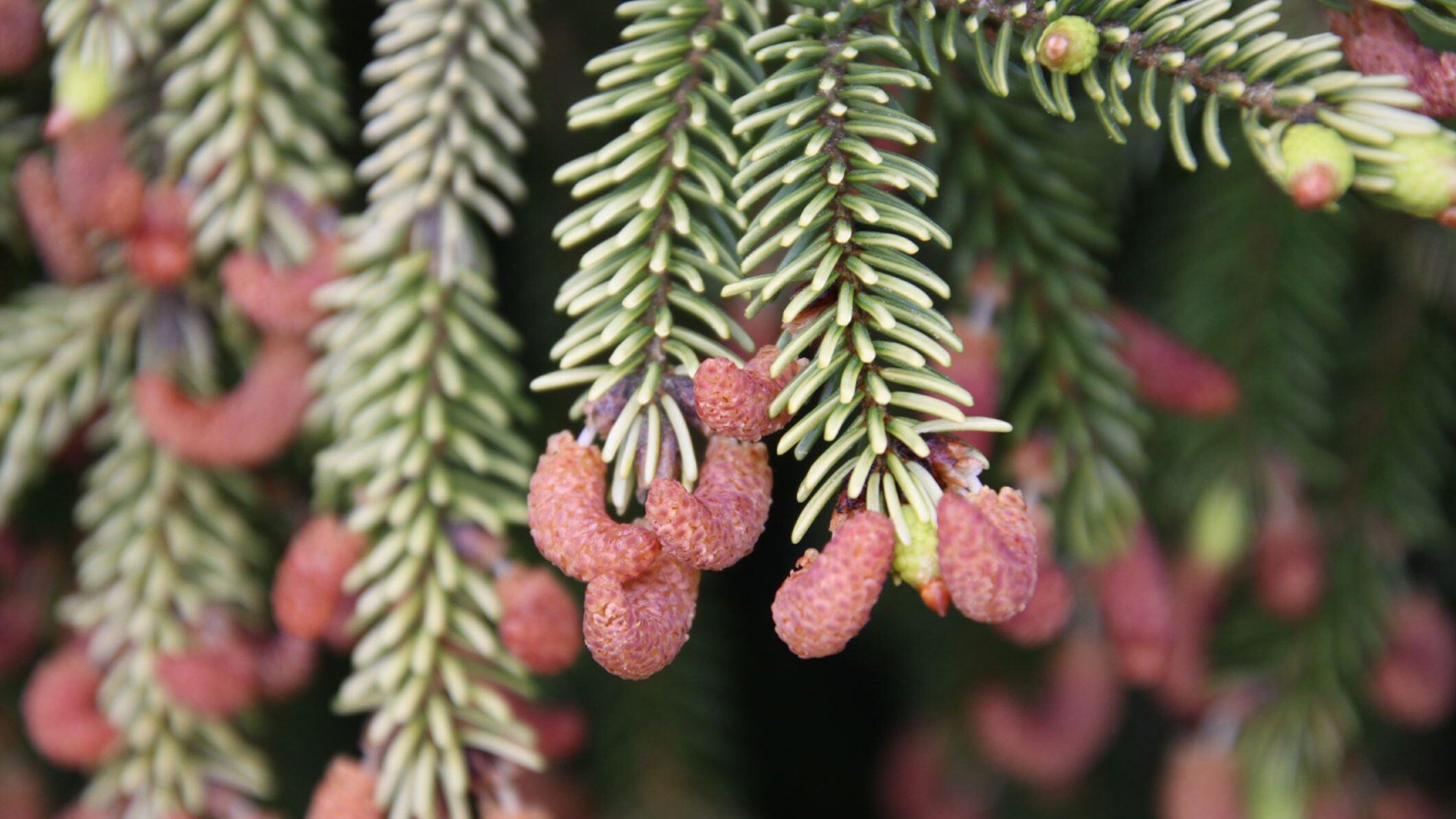 Picea orientalis cones