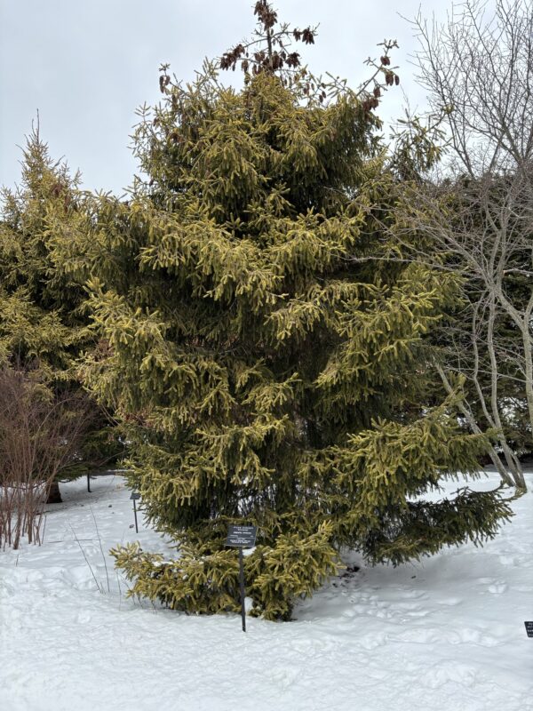 Picea orientalis 'Skylands'