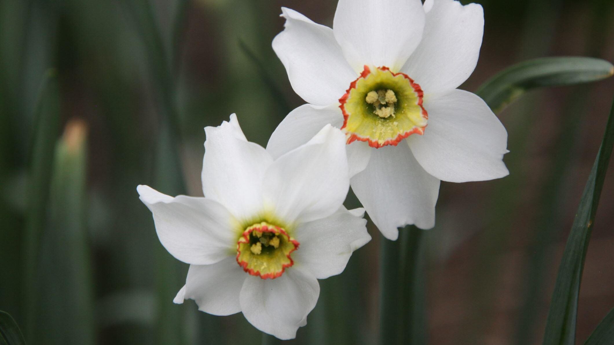 Narcissus poeticus var. recurvus 'Pheasant's Eye' (poeticus daffodil)