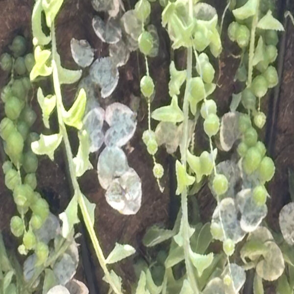 Ceropegia woodii 'Pretty in Pink'