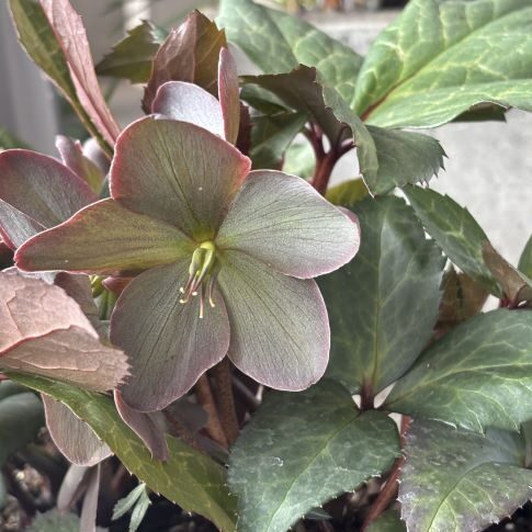 Helleborus × nigercors 'Candy Love' Winter Magic™