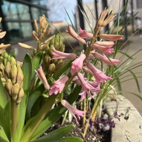 Hyacinth 'Pink Pearl'