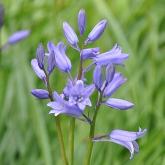 Hyacinthoides non-scripta