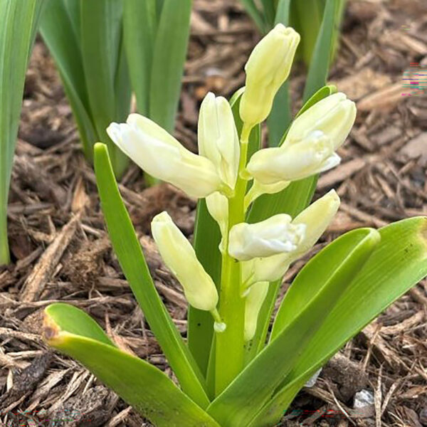 Hyacinthus orientalis 'City of Haarlem'