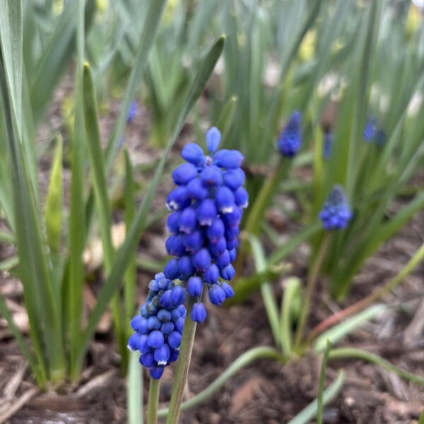 Muscari spp. (Mixed)