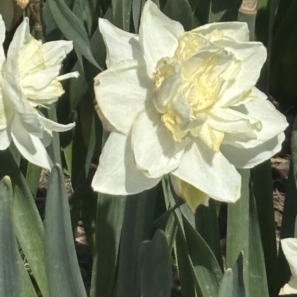 Narcissus (Double Group) 'Ice King'