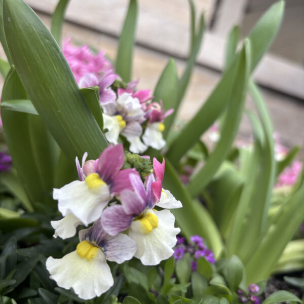 Nemesia ‘Penw1027’ ESCENTIAL® Pinkberry Improved