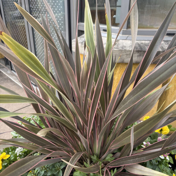 Phormium 'Pink Stripe'