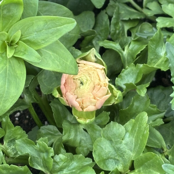 Ranunculus asiaticus (unknown cultivar) Magic™ Pink & Peach