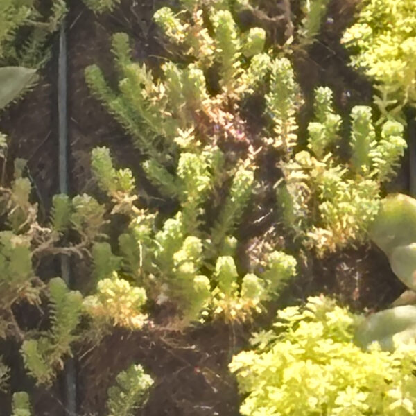 Sedum spp. (assorted)