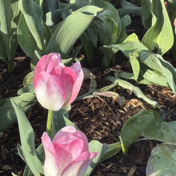 Tulipa (Darwin Hybrid Group) 'Kunyun'