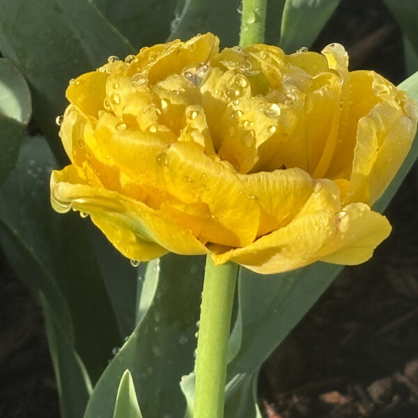 Tulipa (Double Late Group) 'Yellow Pomponette'