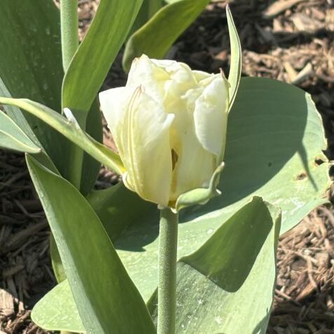 Tulipa 'Exotic Emperor'